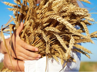 Подготовка пшеницы для браги